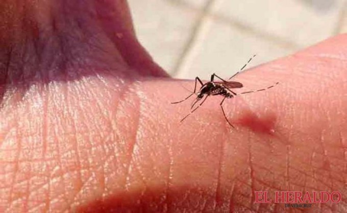 Zika virusining O‘zbekistonga kirib kelish xavfi mavjud
