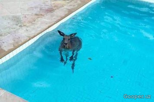 Avstraliyada issiqdan lohas bo'lgan kenguru villa ichiga kirib, hovuzda 45 daqiqa cho'mildi