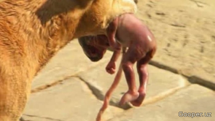 Braziliyada xonaki it ko'chaga tashlab ketilgan chaqaloqni qutqarib qoldi