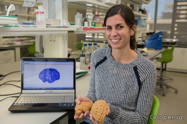 Inson va maymun miyalari orasidagi asosiy farq aytildi