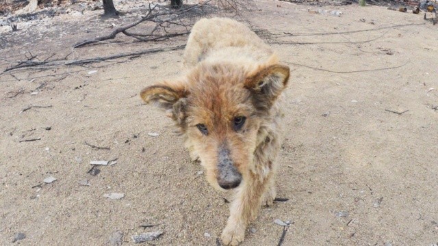 Ukrainada daydi it mashina urib ketgan qizni qutqarib qoldi