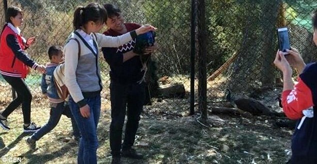 Xitoydagi hayvonot bog‘ida ikki tovus tomoshabinlar bilan suratga tushaverganidan olamdan o‘tdi