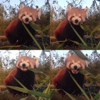 “Serma'no mimikali” qizil panda mashhur bo'lib ketdi