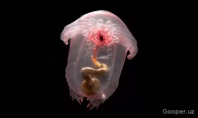 Puerto-Riko yaqinida noma'lum dengiz jonivorlari qayd etildi