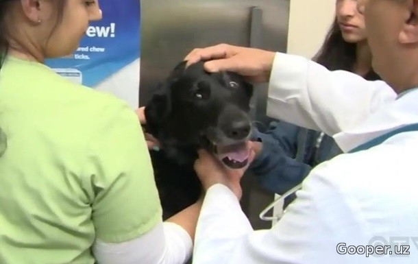 AQShda och it sakkiz juft ichki kiyim va soch uchun mo‘ljallangan 62 tasmani yeb qo‘ydi