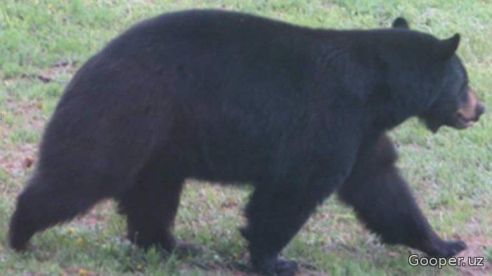 AQShdagi novvoyxonada ayiq 38ta pirogni yeb qo'ydi