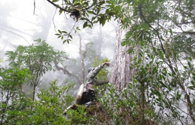 Olimlar Yer yuzidagi daraxtlar sonini hisoblab chiqishdi
